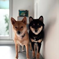 Chiot Shiba Jikan's Shadow
